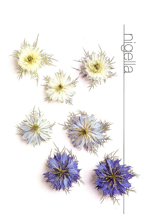 Nigella