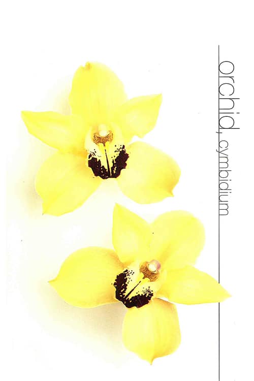 Orchid (Cymbidium)