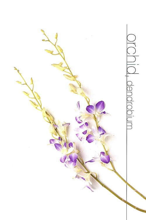 Orchid (Dendrobium)