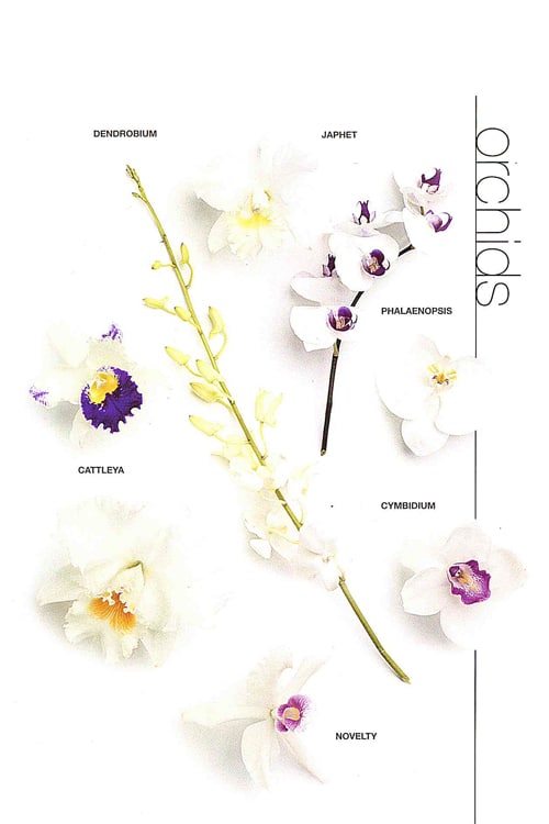Orchid (Japhet)