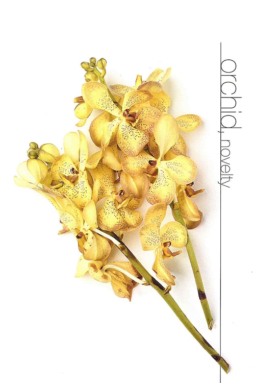Orchid (Novelty)