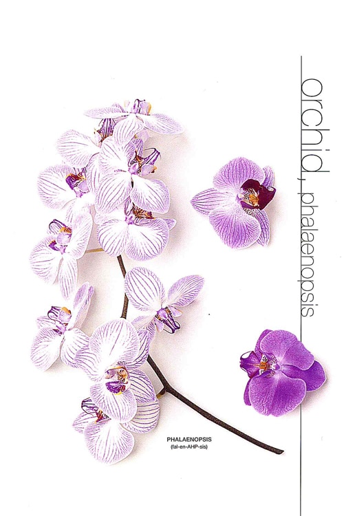 Orchid (Phalaenopsis)