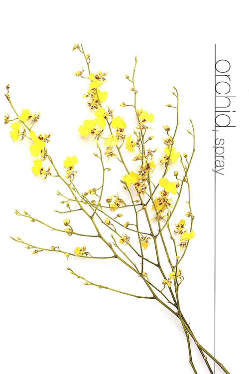 Orchid (Spray)
