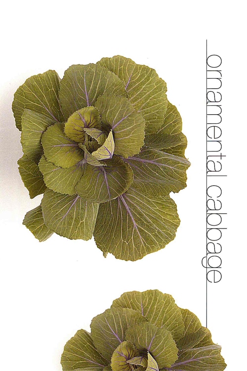 Ornamental Cabbage