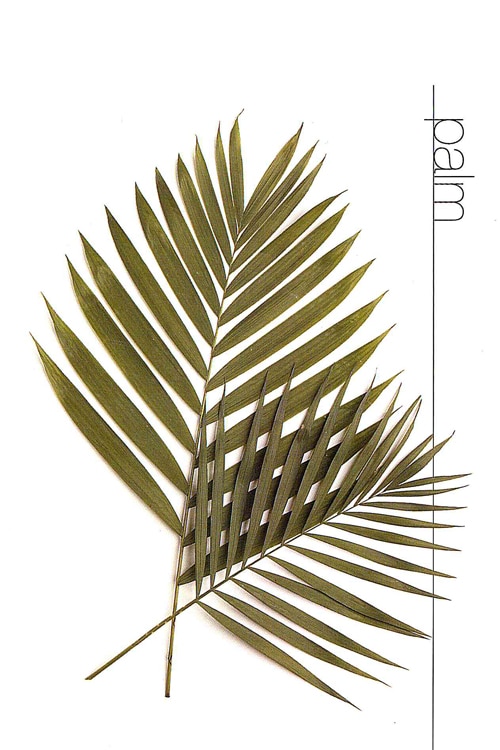 Palm