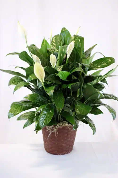 Peace Lily