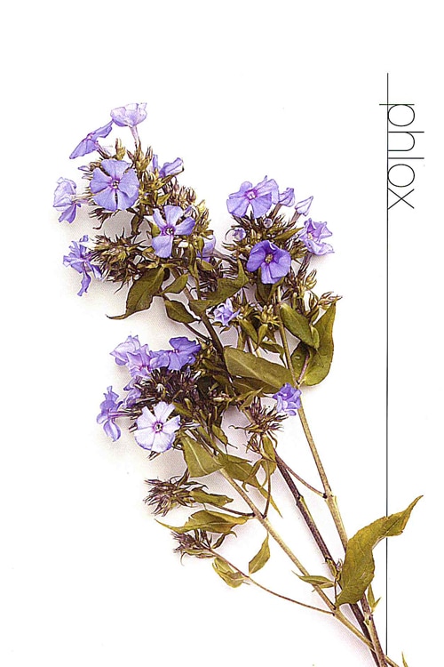 Phlox