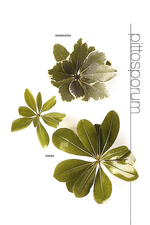 Pittosporum