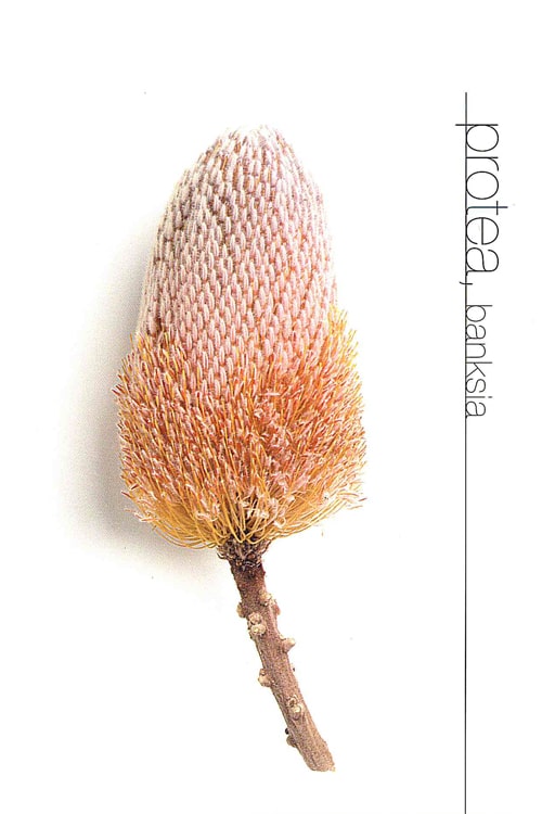 Protea (Banksia)