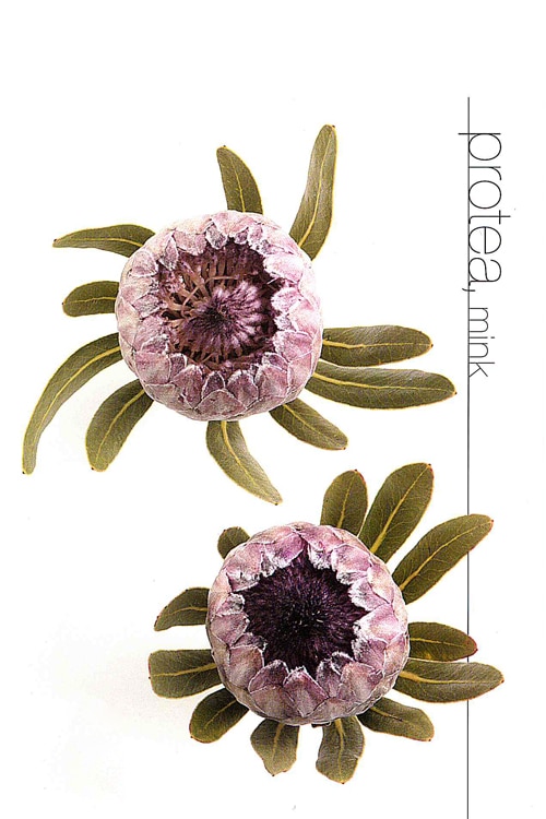 Protea (Mink)