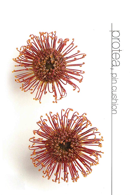 Protea (Pin Cushion)