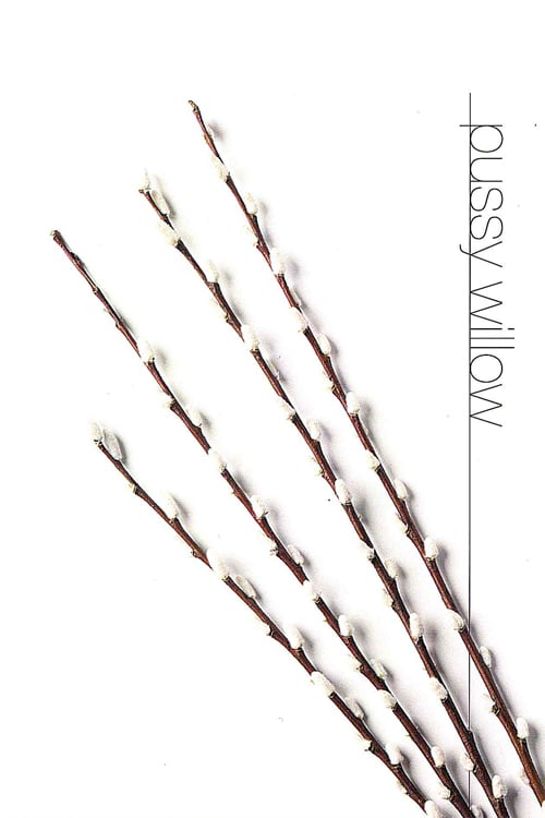 Pussy Willow