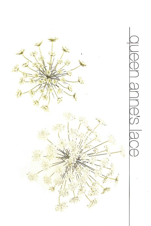 Queen Anne's Lace