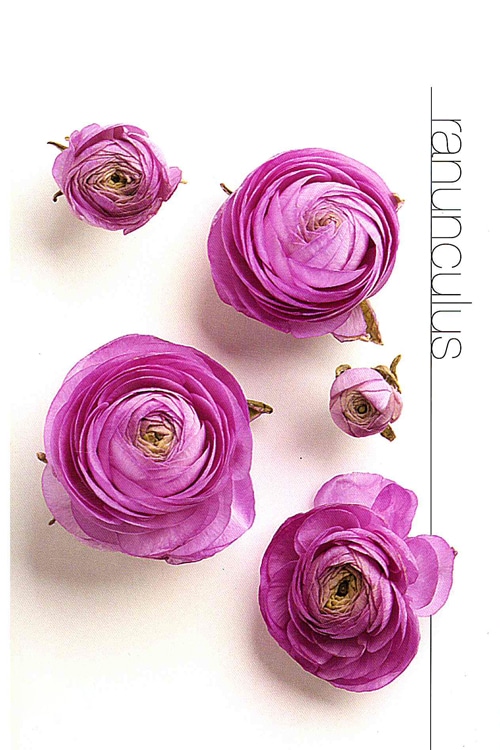 Ranunculus