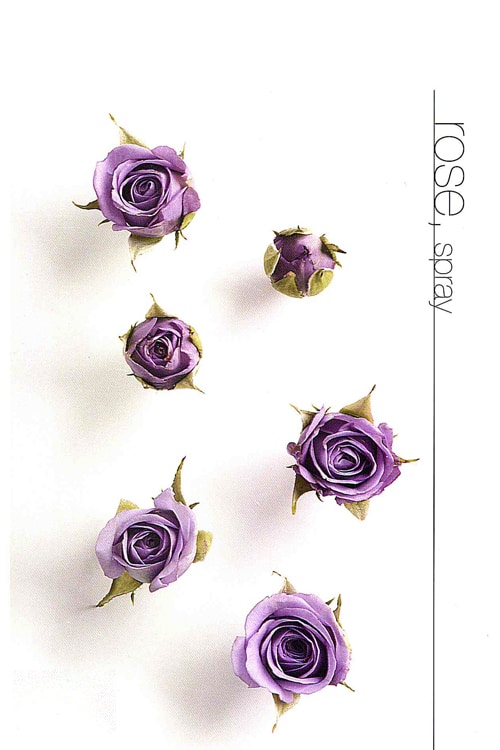 Rose (Spray)