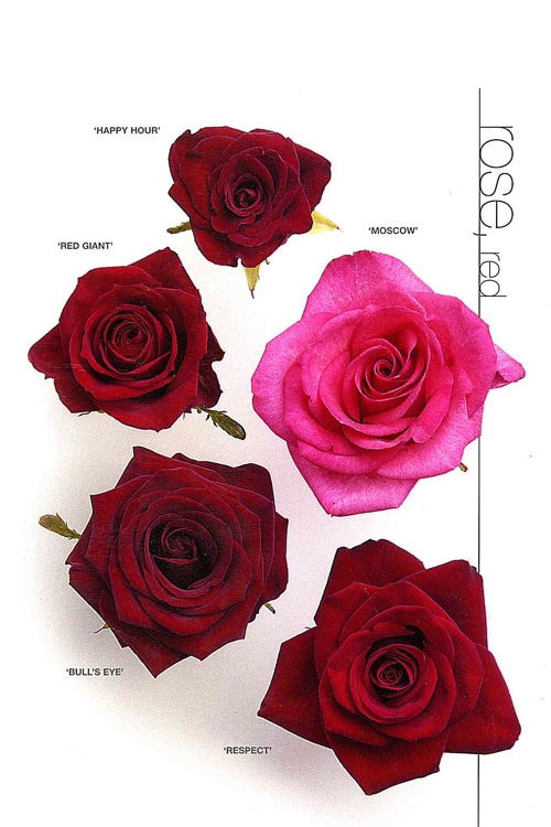 Rose (Regular)