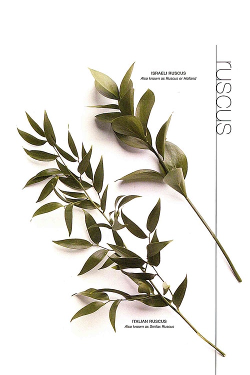 Ruscus