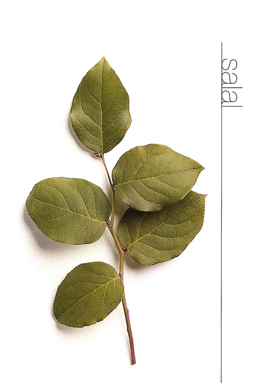 Salal