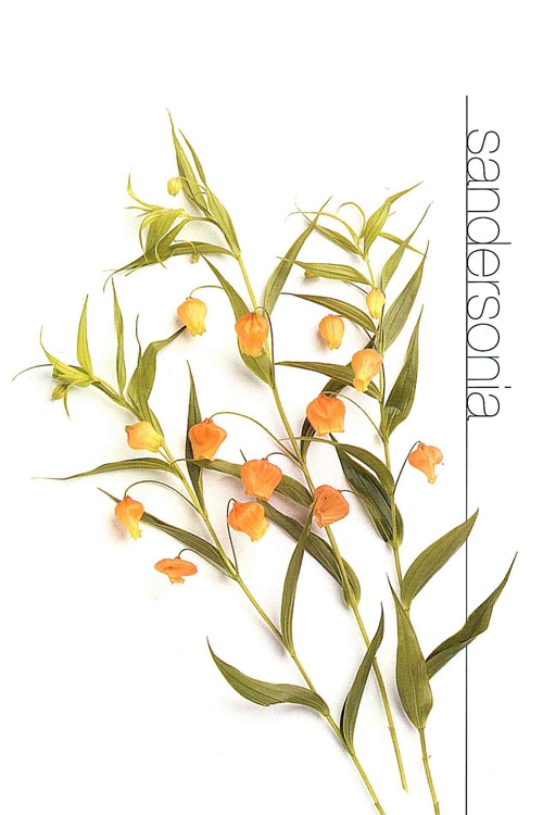 Sandersonia