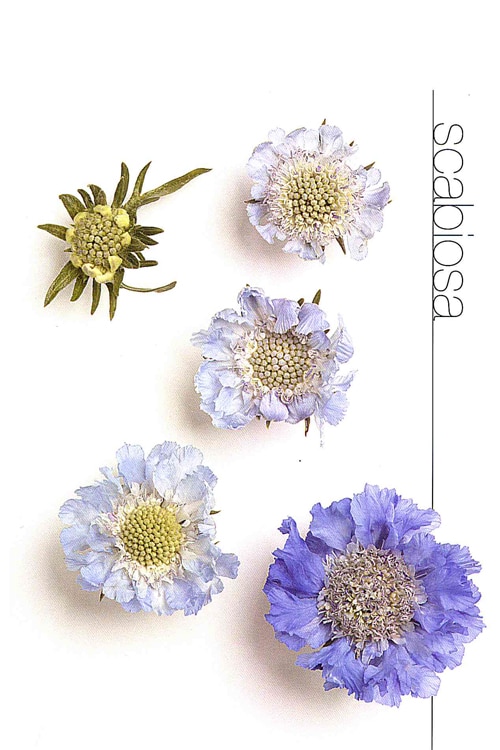 Scabiosa