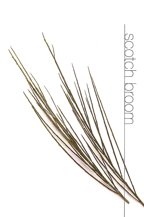 Scotch Broom