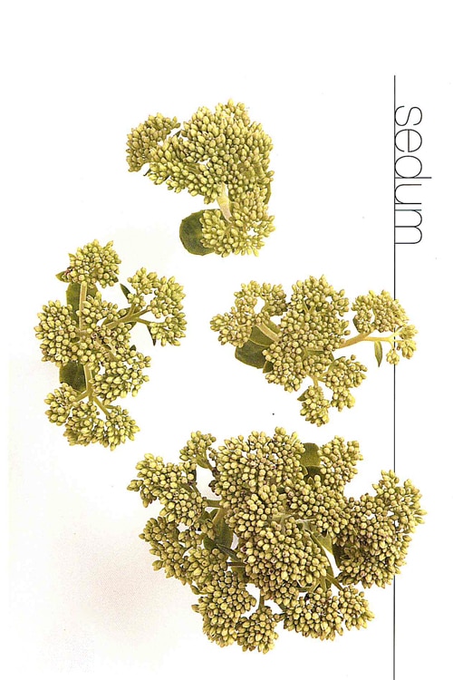 Sedum