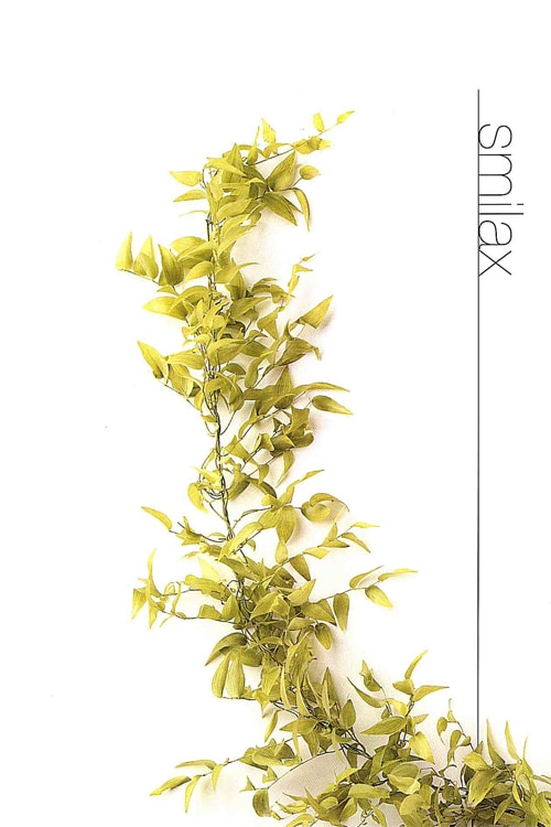 Smilax