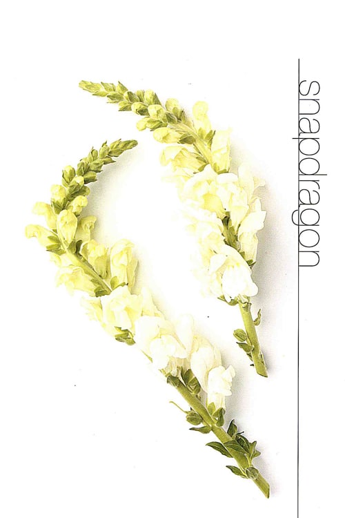 Snapdragon