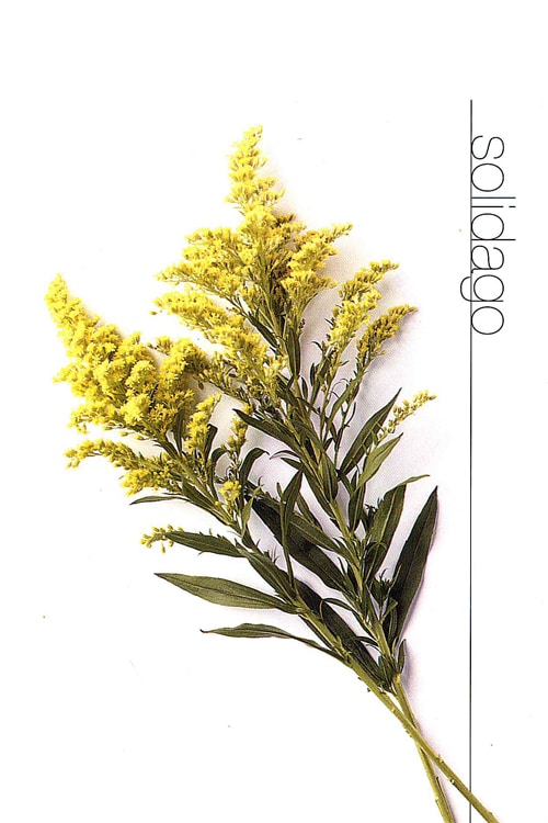 Solidago