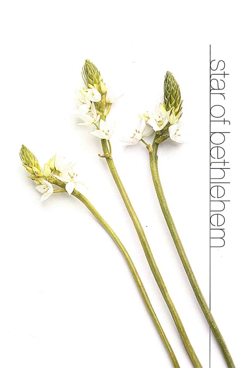 Star of Bethlehem