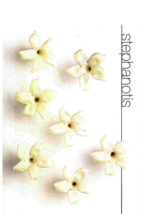 Stephanotis