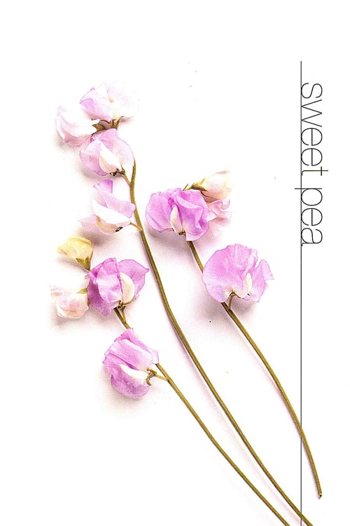 Sweet Pea