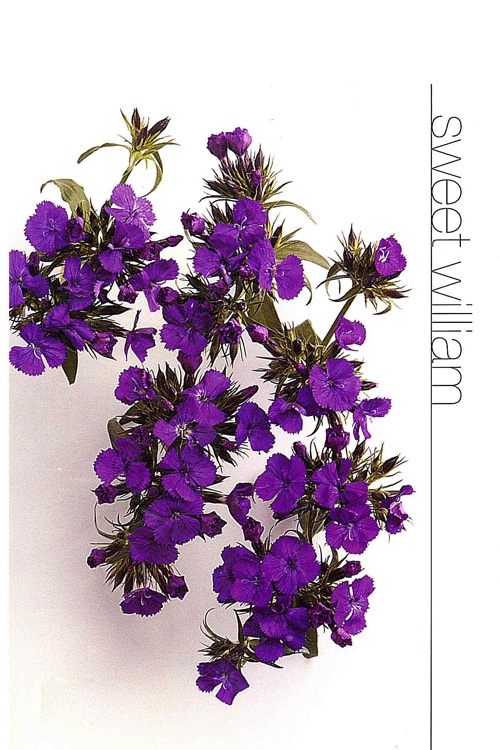 Sweet William