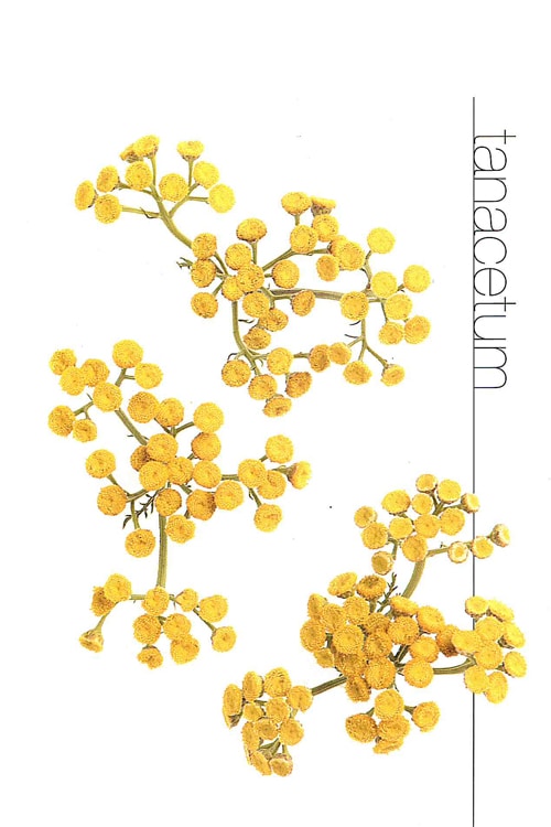 Tanacetum
