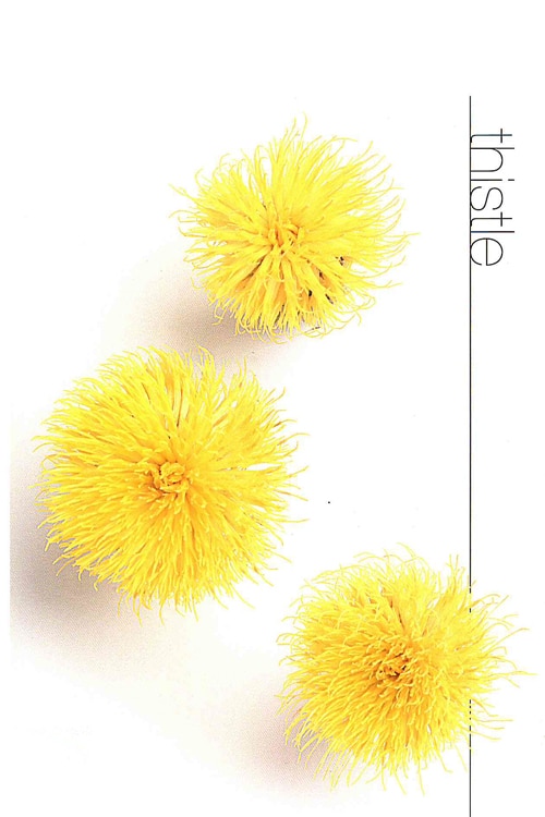 Thistle