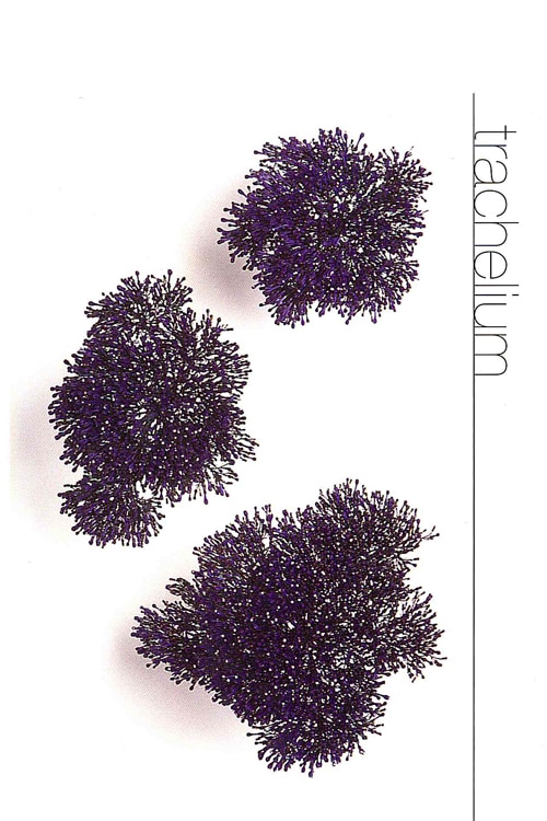 Trachelium