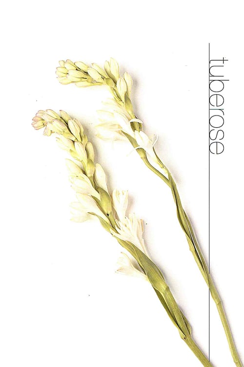 Tuberose
