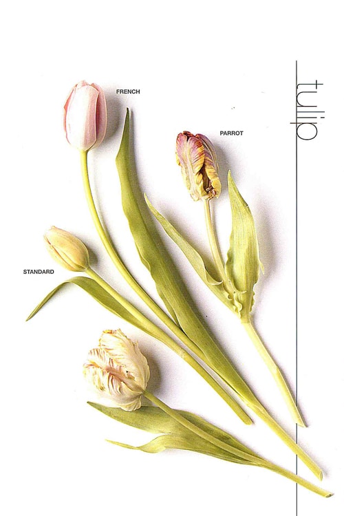 Tulip (French)