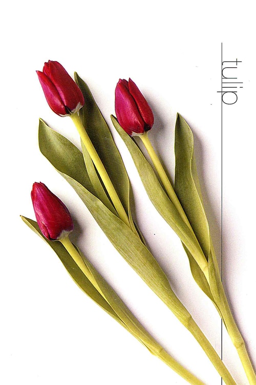 Tulip (Standard)