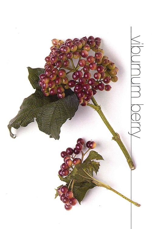 Viburnum Berry