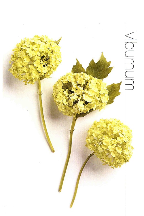 Viburnum