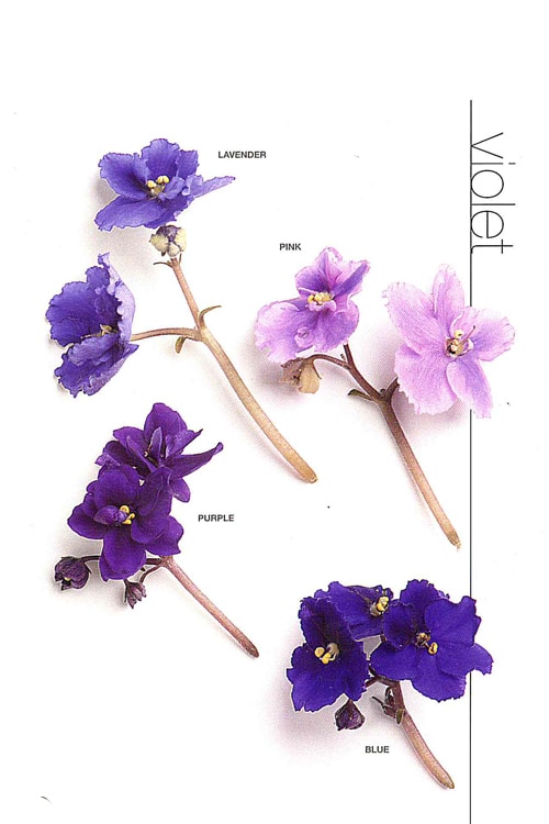 Violet