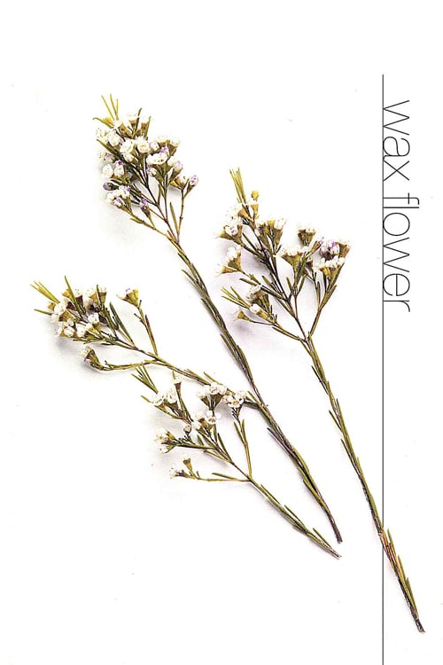 Wax Flower