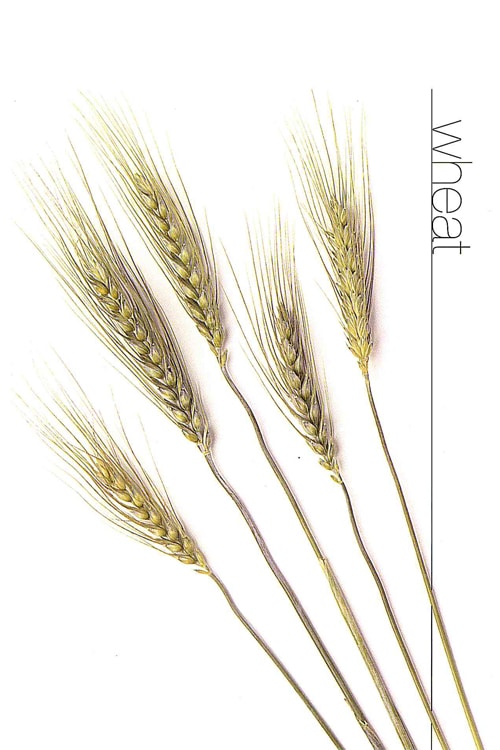 Wheat