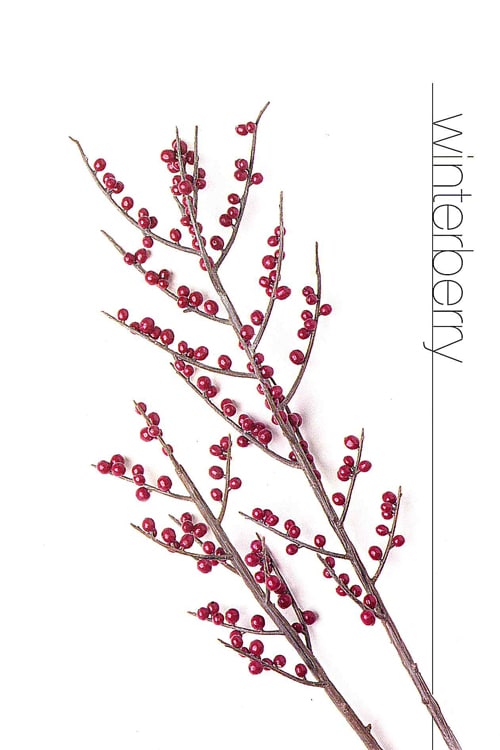 Winterberry