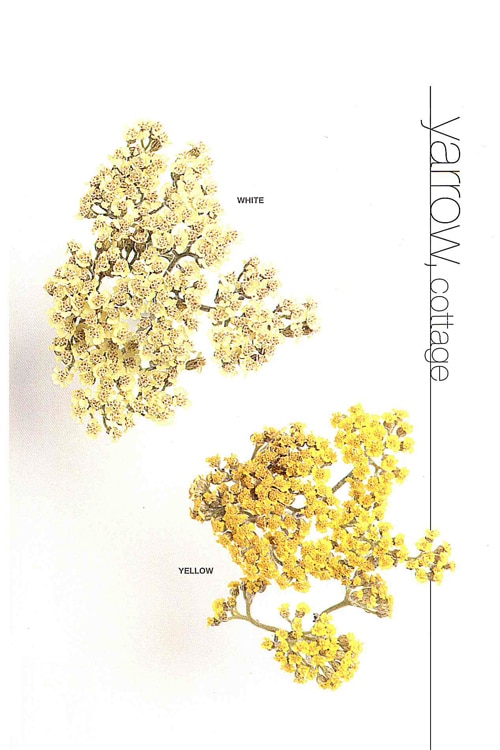 Yarrow (Cottage)