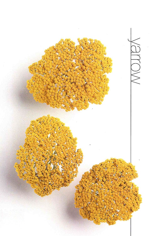 Yarrow