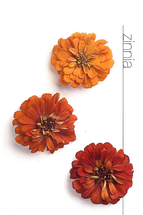 Zinnia