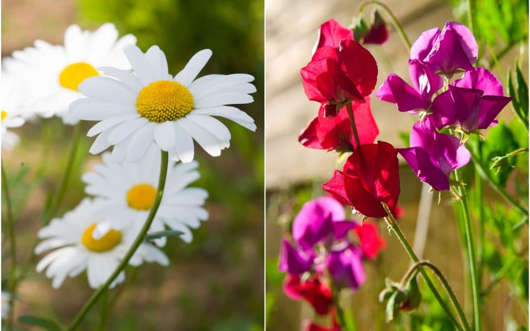 April Flowers: Daisy & Sweet Pea