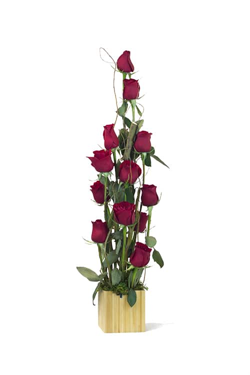 Armature Dozen